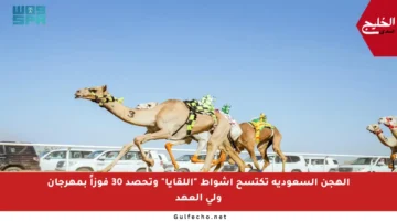 الهجن السعودية تكتسح أشواط “اللقايا” وتحصد 30 فوزاً بمهرجان ولي العهد